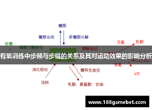 有氧训练中步频与步幅的关系及其对运动效果的影响分析